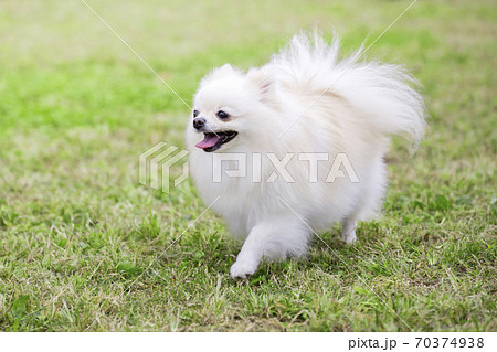 野原を歩くポメラニアン 野原を歩くポメラニアン 70374938