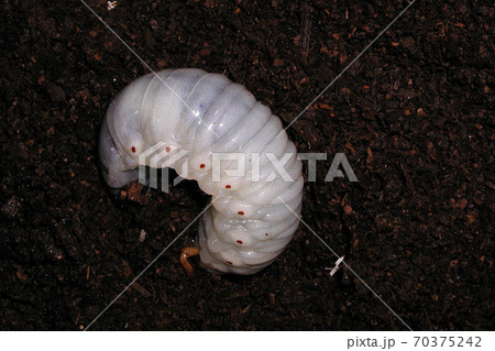 カブトムシ　幼虫 70375242