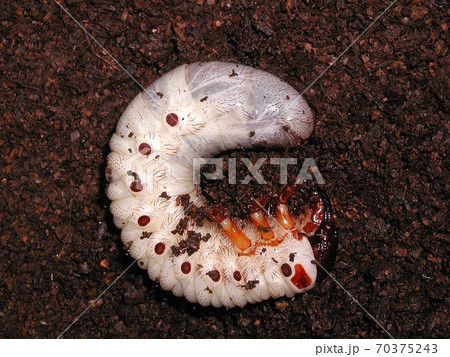 カブトムシ　幼虫 70375243