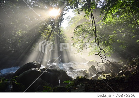 森の中の光芒 森の中の光芒 70375556