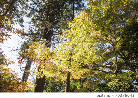 大智寺の紅葉 70376043