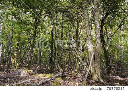 富士山の裾野の荒れた森（静岡県御殿場市） 70376215