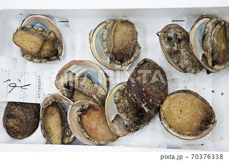 アワビ 京都中央市場, アワビ 京都中央市場, 70376338