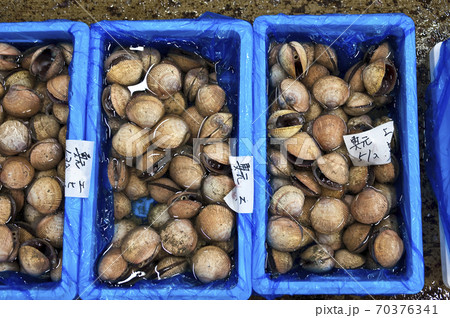 鳥貝 京都中央市場 鳥貝 京都中央市場 70376341