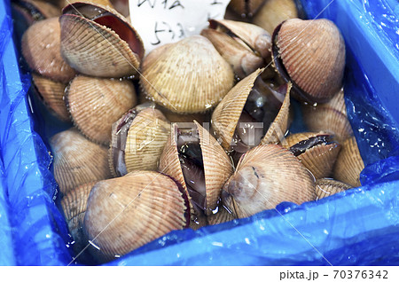 鳥貝　京都中央市場 70376342