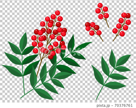 南天のイラストのイラスト素材 南天のイラストのイラスト素材