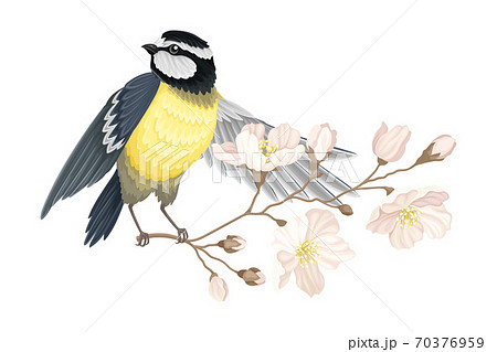 Garden Tit Perching on Branch with Apple Blossom Vector Illustration Garden Tit Perching on Branch with Apple Blossom Vector Illustration 70376959