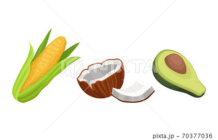 Green Avocado and Corn Cob as Organic Product Vector Set 70377036