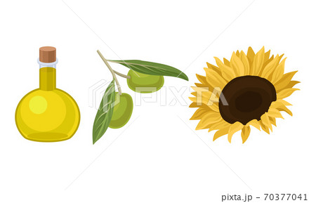 Olive and Sunflower Organic Vegetable Oil in Glass Jars Vector Set 70377041