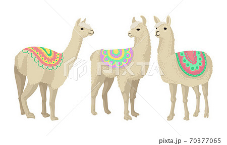 White Wooly Llama Or Alpaca As Domesticated のイラスト素材