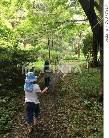 虫取り少女 70377517