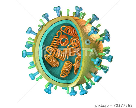 Influenza virus diagram 70377565
