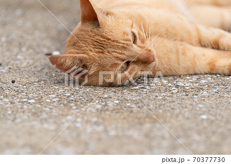 ゴロゴロする猫 茶トラ猫の写真素材 [70377730] - PIXTA