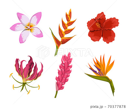 Isolated tropical flowers. Rainforest nature. Design colorful elements. Exotic bud. Floral plants in cartoon style. Jungle flora Isolated tropical flowers. Rainforest nature. Design colorful elements. Exotic bud. Floral plants in cartoon style. Jungle flora 70377878