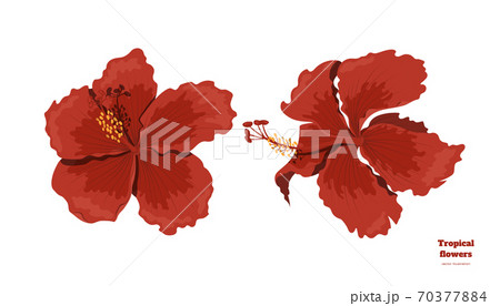 Isolated tropical flowers. Hibiscus image. Design elements. Exotic bud. Red floral plant in cartoon style. Jungle flora Isolated tropical flowers. Hibiscus image. Design elements. Exotic bud. Red floral plant in cartoon style. Jungle flora 70377884