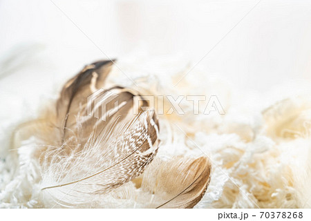 カモの羽 70378268