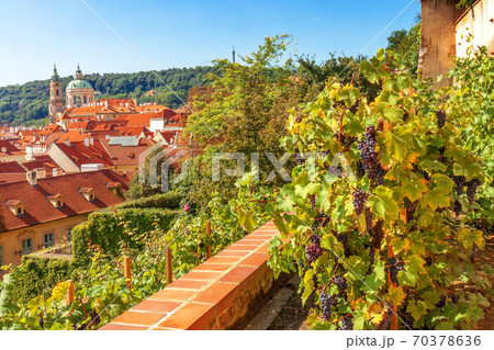 Grapes harvest in Prague. Blue grapes waiting for the harvest. The red rooftops of the Lesser Quarter (Town) of Prague on background. Wirh clock tower and the dome of St Nicholas Cathedral. Grapes harvest in Prague. Blue grapes waiting for the harvest. The red rooftops of the Lesser Quarter (Town) of Prague on background. Wirh clock tower and the dome of St Nicholas Cathedral. 70378636
