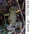 ヒキガエル 70378638
