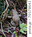 ヒキガエル 70378641