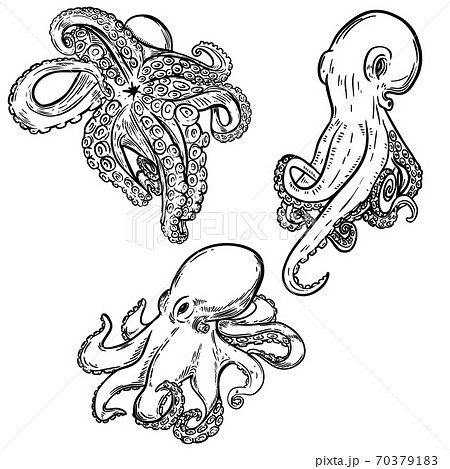 Set Of Octopus Illustration Isolated On White のイラスト素材