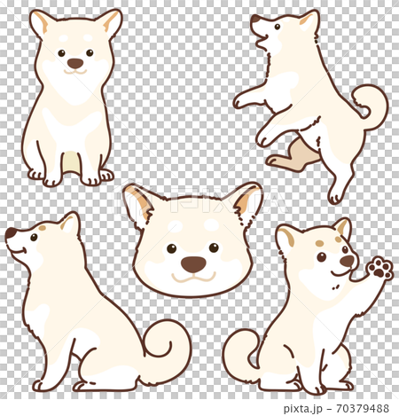 白色shiba狗的例證套以各種各樣的姿勢與主線 白色shiba狗的例證套以各種各樣的姿勢與主線 70379488