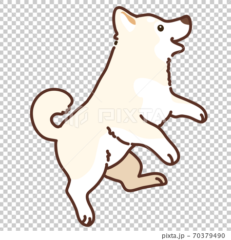 ジャンプする白い柴犬のイラスト 主線ありのイラスト素材