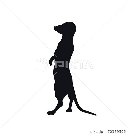 Black Silhouette Of African Meerkat On White のイラスト素材