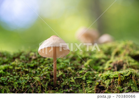 富士山麓　森のキノコ 70380066