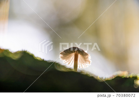 富士山麓　森のキノコ 70380072