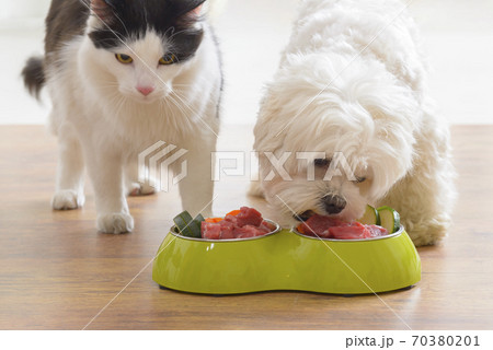 Dog and cat eating natural food from a bowl Dog and cat eating natural food from a bowl 70380201