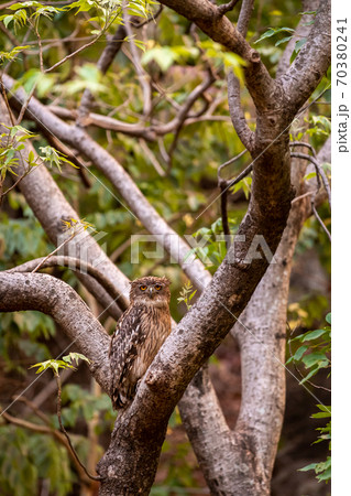 brown fish owl portrait perched on tree at bandhavgarh national park or tiger reserve madhya pradesh - Bubo zeylonensis 70380241