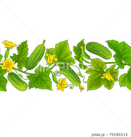cucumber vector pattern 70380313