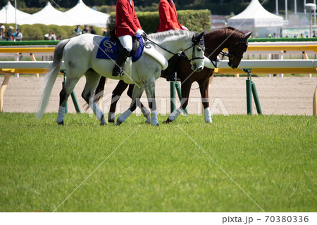 JRA府中競馬場誘導馬 JRA府中競馬場誘導馬 70380336