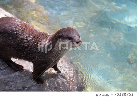コツメカワウソ　水辺 70380753