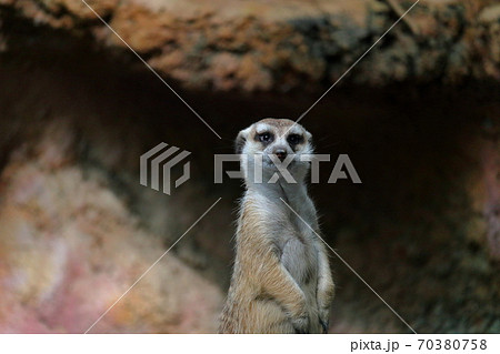 ミーアキャット カメラ目線 ミーアキャット カメラ目線 70380758