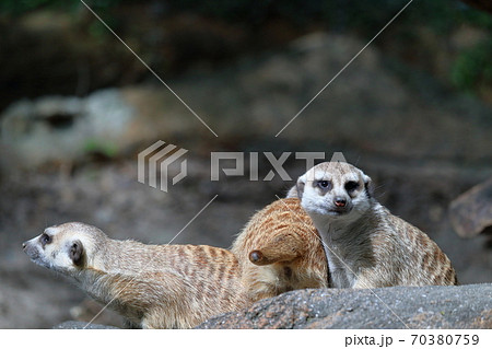 ミーアキャット　警戒中 70380759