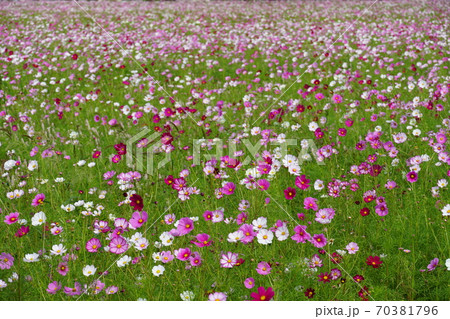 秋 コスモス畑に満開に咲いたコスモスの花の写真素材