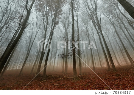Autumn Forest Fog 70384317
