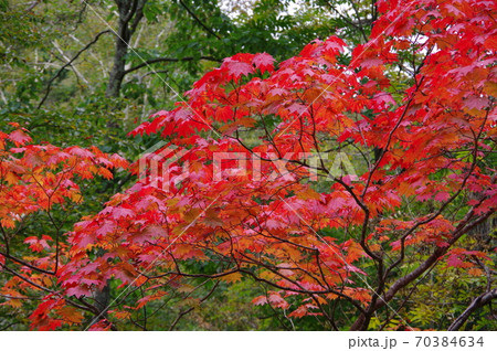 紅葉（モミジ） 70384634