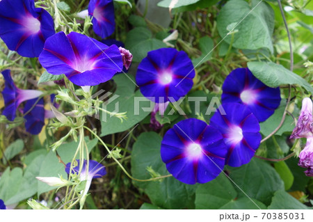 屋外の青紫の朝顔の花の写真素材