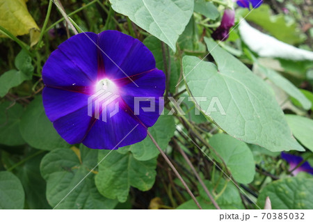 屋外の青紫の朝顔の花の写真素材
