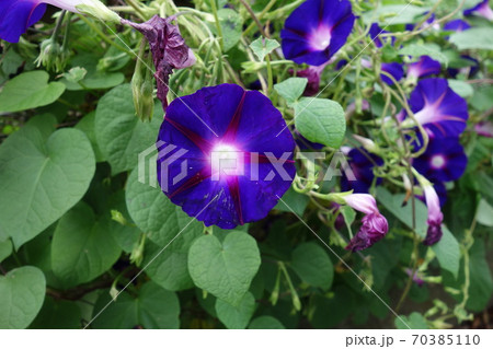 屋外の青紫の朝顔の花 屋外の青紫の朝顔の花 70385110