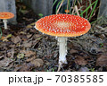ベニテングタケ 70385585