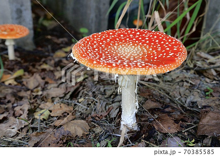 ベニテングタケ 70385585