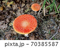 ベニテングタケ 70385587