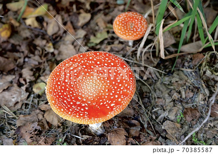 ベニテングタケ 70385587