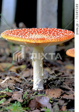 ベニテングタケ ベニテングタケ 70385589