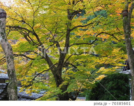 京都大原寂光院の紅葉 70385601
