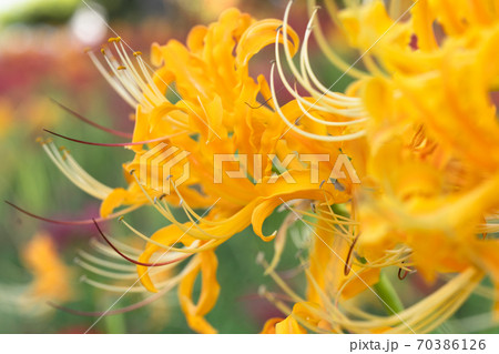 川沿いに咲く黄色と赤の彼岸花 70386126