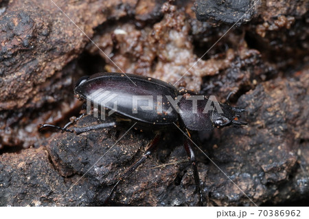 10月のノコギリクワガタ(メス) 10月のノコギリクワガタ(メス) 70386962